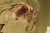 COCCOIDEA Superb Wingless Scale Insect Inclusion BALTIC AMBER 2314