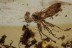 DIOPSIDAE Great Stalk-Eyed Fly Inclusion BALTIC AMBER 2317