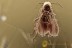 EOHELEA Superb Biting Midge BALTIC AMBER 2320