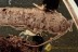 ZYGENTOMA Rare Superb Silverfish Inclusion BALTIC AMBER 2323