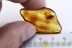 LEPIDOPTERA Large  Great Moth Inclusion BALTIC AMBER 2332