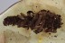Aquatic CADDISFLY LARVAE in CASE Very Rare Inclusion BALTIC AMBER 2347