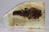Aquatic CADDISFLY LARVAE in CASE Very Rare Inclusion BALTIC AMBER 2347