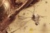 CERAMBYCIDAE Lamiinae Parmenops longicornis & Fairy fly BALTIC AMBER 2348
