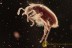 ANTHICIDAE Macratria Superb Ant-Like Beetle BALTIC AMBER 2360