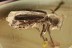 CLERIDAE Checkered Beetle 6mm Inclusion BALTIC AMBER 2358