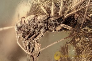 SCUTIGERIDAE House Centipede Fossil Inclusion BALTIC AMBER 2365