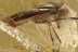 CORIXIDAE Adult Water Boatman Aquatic Bug Superb Rare BALTIC AMBER 2393