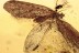 OSMYLIDAE Protosmylus Extremely Rare Neuroptera BALTIC AMBER 2392