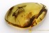 OSMYLIDAE Protosmylus Extremely Rare Neuroptera BALTIC AMBER 2392