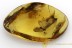 OSMYLIDAE Protosmylus Extremely Rare Neuroptera BALTIC AMBER 2392