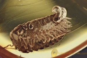 GLOMERIDAE Glomerida Extremely Rare Pill Millipede BALTIC AMBER 2389