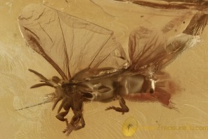 STREPSIPTERA Twisted-Winged Parasite Fossil BALTIC AMBER 2450