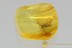 STREPSIPTERA Twisted-Winged Parasite Fossil BALTIC AMBER 2450