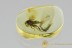 NEMATODA Parasitic Round Worm Emerged from Huge Phorid BALTIC AMBER 2452