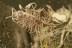  Rare House Centipede Scutigeridae Click Beetle and mould (fungi) Inclusion BALTIC AMBER 2451