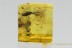  Rare House Centipede Scutigeridae Click Beetle and mould (fungi) Inclusion BALTIC AMBER 2451