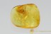 LIZARD REPTILIA SKIN Rare Multi Segmented Inclusion BALTIC AMBER 2454