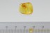 LIZARD REPTILIA SKIN Rare Multi Segmented Inclusion BALTIC AMBER 2454