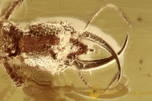 PSYCHOPSIDAE Silky Lacewing Larvae BIG MANDIBLES in BALTIC AMBER 2455