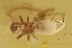 PSYCHOPSIDAE Silky Lacewing Larvae BIG MANDIBLES in BALTIC AMBER 2455