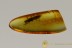 PROSTOMIDAE JUGULAR-HORNED BEETLE Extremely Rare in BALTIC AMBER 2464