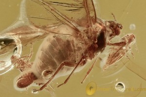 SUPERB ACTION! Aphid Female GIVES BIRTH to Nymphs BALTIC AMBER 2462