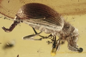 Curculionidae Entiminae Paonaupactus BROAD-NOSED WEEVIL BALTIC AMBER 2467