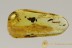 COLEOPTERAN LARVAE False Flower Beetle BALTIC AMBER 2469
