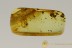 Pselaphinae Tychini ANT-LOVING BEETLE BALTIC AMBER 2470