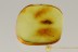 Anobiidae Ptinidae Hadrobregmus Great SPIDER BEETLE Inclusion BALTIC AMBER 2471