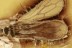 ENICOCEPHALIDAE Gnat Bug Extremely Rare Inclusion BALTIC AMBER 2399