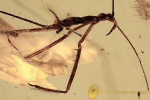 REDUVIIDAE Nice Assassin Bug Nymph Inclusion BALTIC AMBER 2412