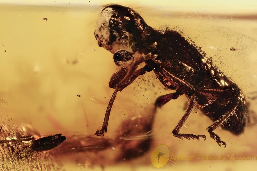 CLERIDAE Checkered Beetle & Wasp BALTIC AMBER 2405 CLERIDAE Checkered Beetle & Wasp BALTIC AMBER 2405