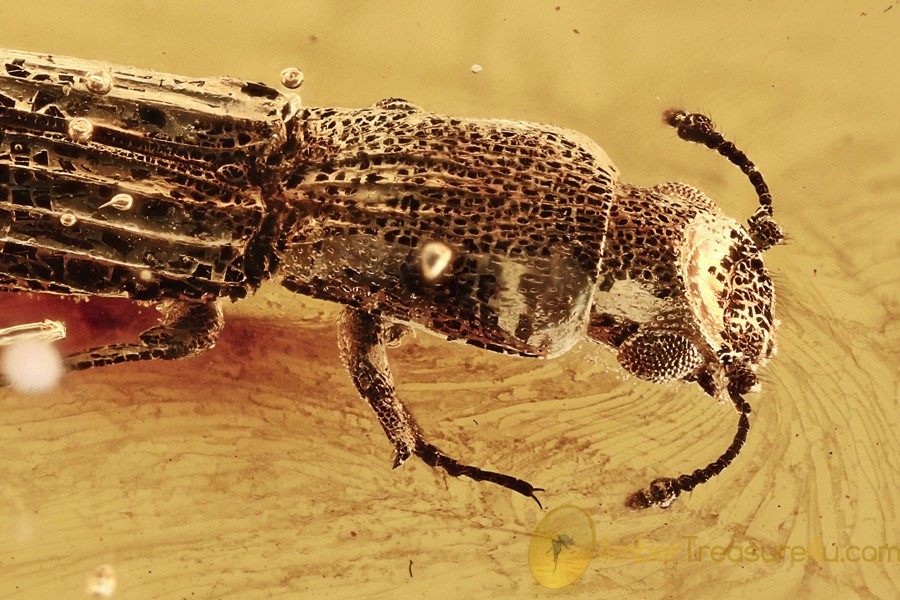 BOTHRIDERIDAE Sosylus Very Rare Dry Bark Beetle BALTIC AMBER 2407