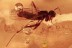 HYBOTIDAE Superb Preserved Dance Fly BALTIC AMBER 2431