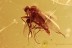Hybotid Dance Fly with PREY Rare Action BALTIC AMBER 2432