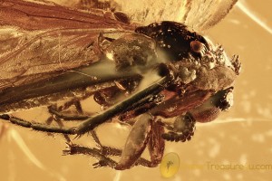 BIBIONIDAE Large March Fly Inclusion BALTIC AMBER 2430