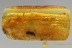 Scraptidae FALSE FLOWER BEETLE Flabellate Antennae BALTIC AMBER 2439