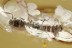 NARROW-WAISTED BEETLE Rare Salpingidae Inclusion BALTIC AMBER 2440
