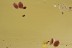 Ensign Coccids Ortheziidae & Unusual Aphids BALTIC AMBER 2443
