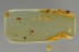 Ensign Coccids Ortheziidae & Unusual Aphids BALTIC AMBER 2443