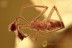 SUPERB Well Preserved Colorful SPIDER Inclusion BALTIC AMBER 2448