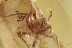 Large SPIDER w Kiddy on Abdomen Inclusion BALTIC AMBER 2447