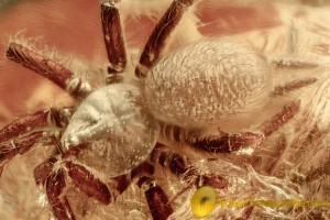 DIPLURIDAE Funnel-web Tarantula Superb Spider in BALTIC AMBER 2479