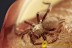 DIPLURIDAE Funnel-web Tarantula Superb Spider in BALTIC AMBER 2479