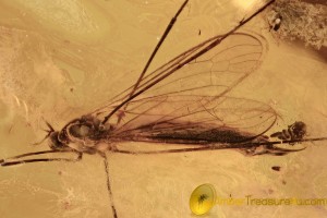 ACTION! Large Limoniidae Crane Fly LAYING EGGS in BALTIC AMBER 2480