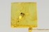 UNUSUAL ANT with Huge Gaster in BALTIC AMBER 2481