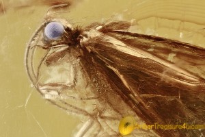 LILAC Eyed CADDISFLY Trichoptera in Genuine BALTIC AMBER 2484