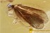 LILAC Eyed CADDISFLY Trichoptera in Genuine BALTIC AMBER 2484